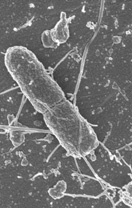 E. coli